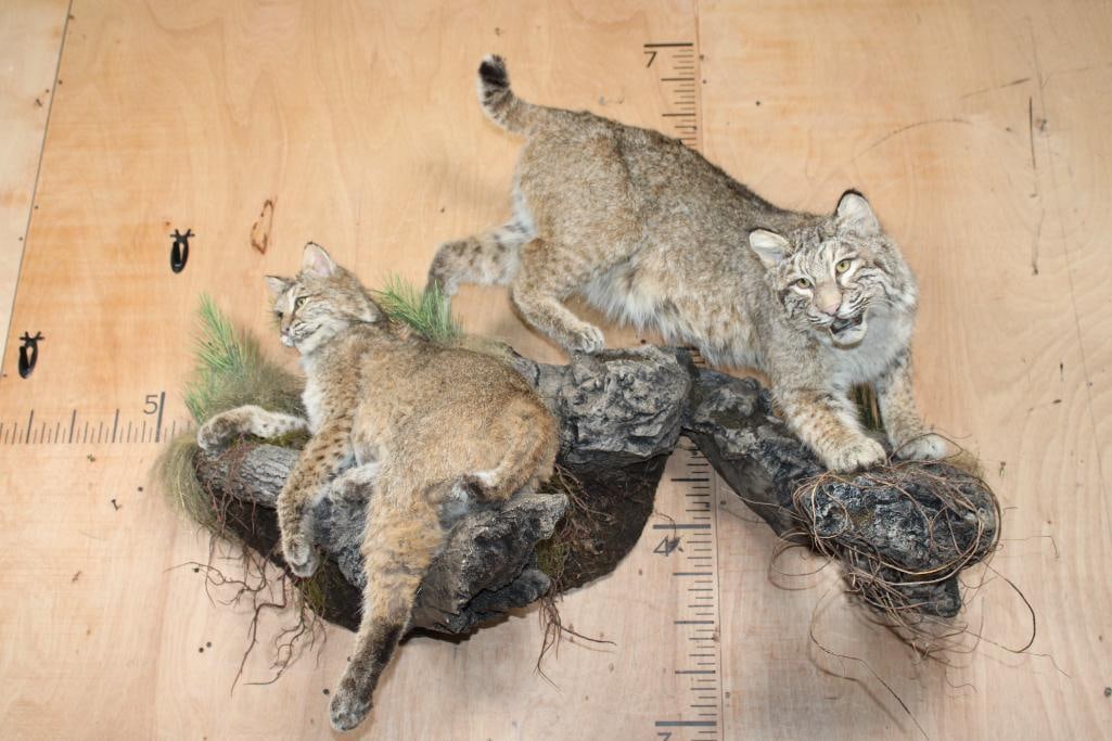 2 Life-sized BOBCATS on a Decorative Wall Hanging Base - 2