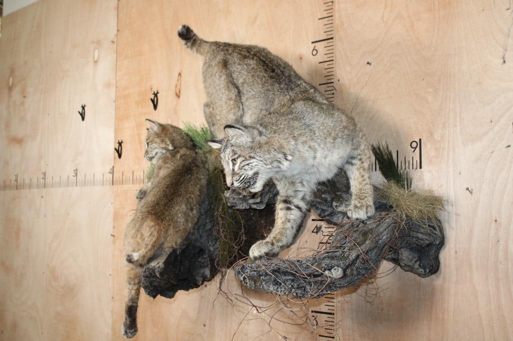2 Life-sized BOBCATS on a Decorative Wall Hanging Base - 3