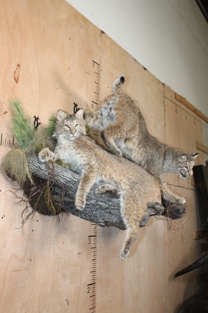 2 Life-sized BOBCATS on a Decorative Wall Hanging Base - 4