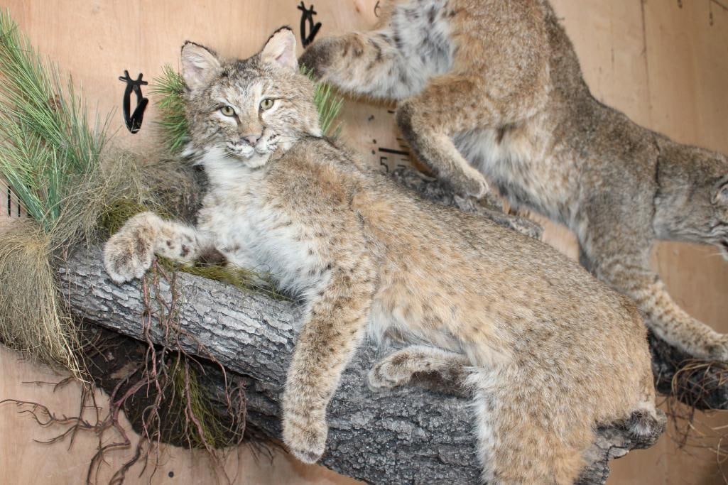 2 Life-sized BOBCATS on a Decorative Wall Hanging Base - 5