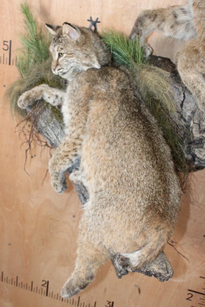 2 Life-sized BOBCATS on a Decorative Wall Hanging Base - 6