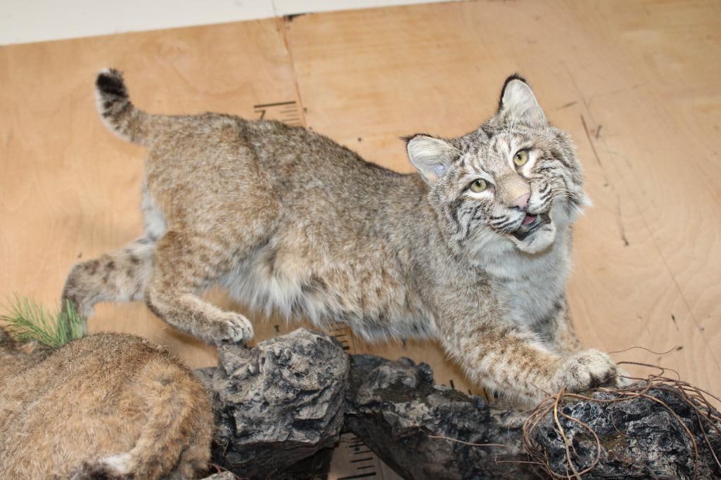 2 Life-sized BOBCATS on a Decorative Wall Hanging Base - 7
