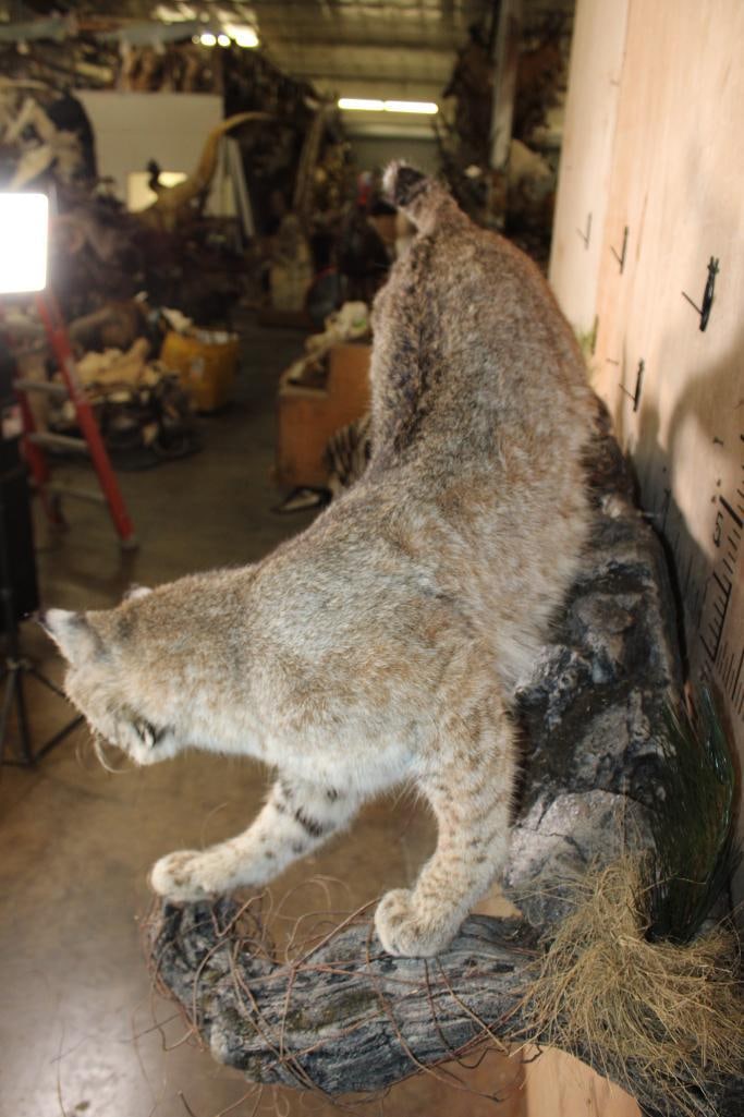 2 Life-sized BOBCATS on a Decorative Wall Hanging Base - 8