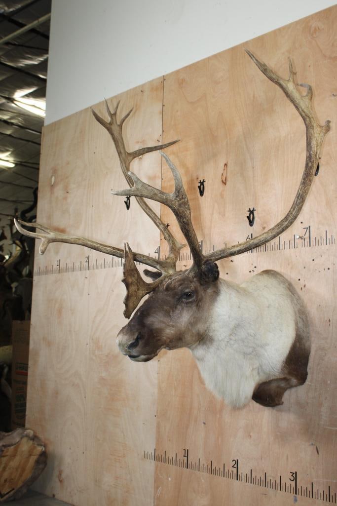 23-Point CARIBOU Shoulder Mount - 2