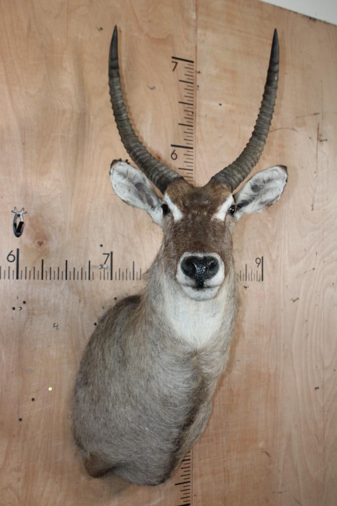WATERBUCK Shoulder Mount - 2