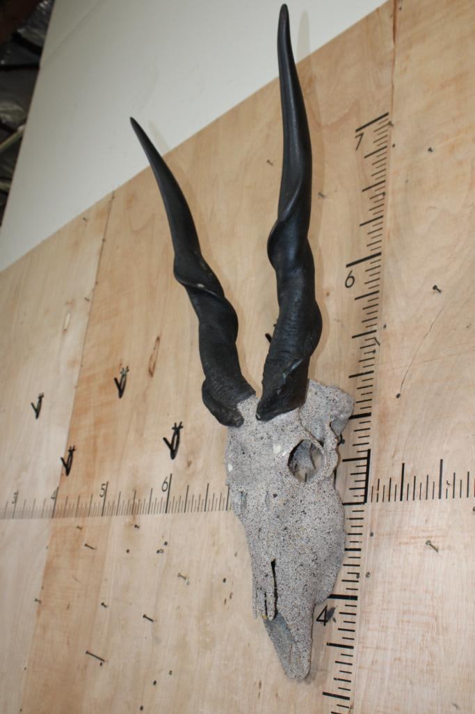 Big ELAND Skull with a "Rock Spray" Texture Finish - 3