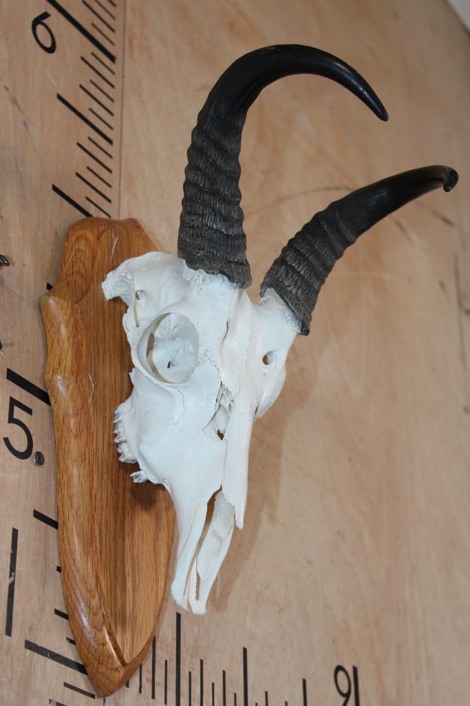 BOHOR REEDBUCK Skull on a Wood Plaque - 2