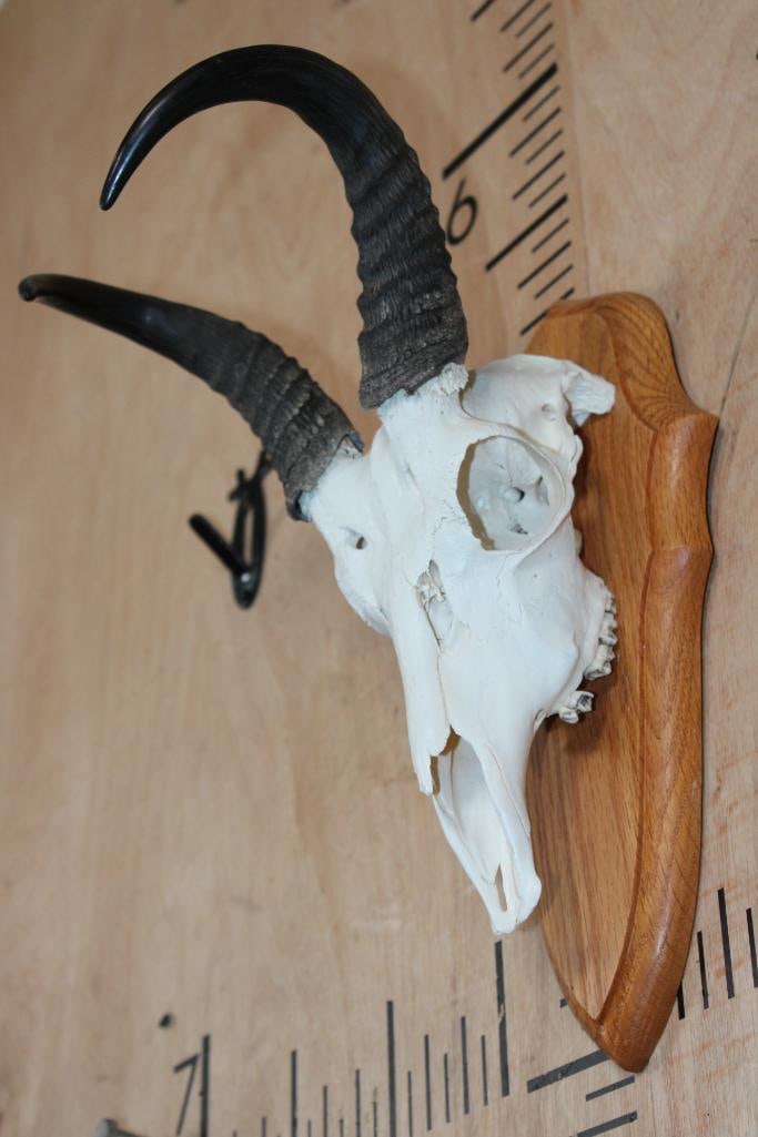 BOHOR REEDBUCK Skull on a Wood Plaque - 3