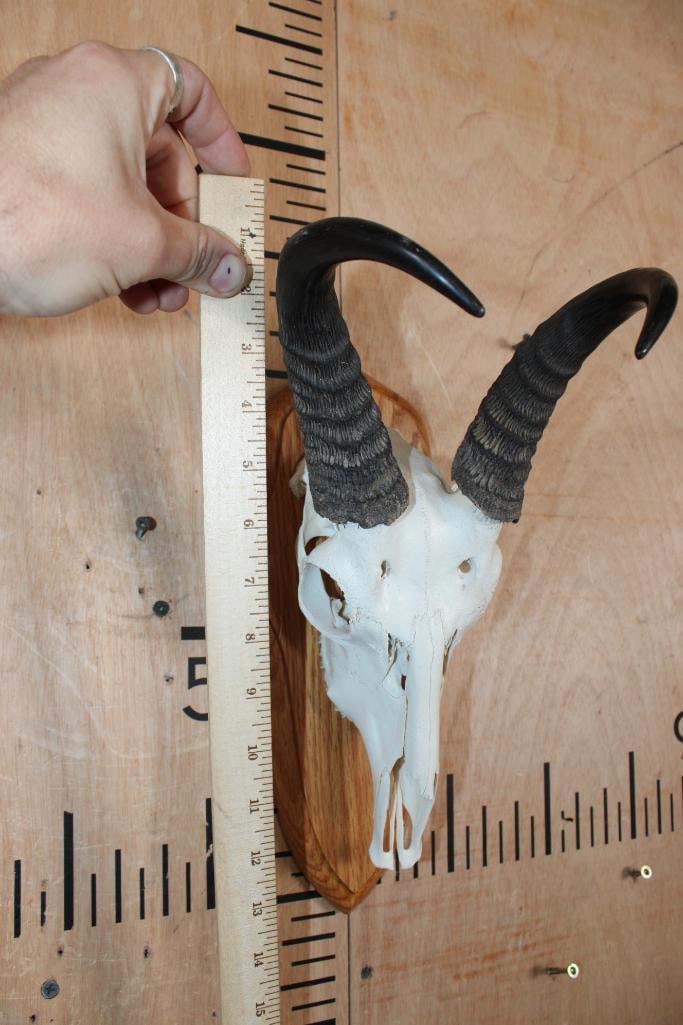BOHOR REEDBUCK Skull on a Wood Plaque - 4