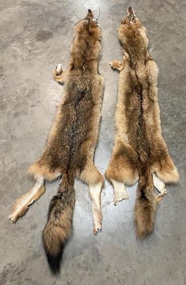 (2) *New* Soft and Tanned COYOTE Furs, Skins, or Hides - 2