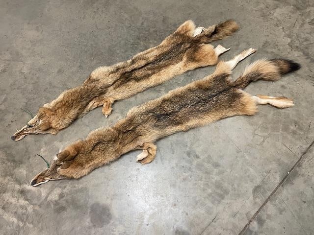 (2) *New* Soft and Tanned COYOTE Furs, Skins, or Hides - 3