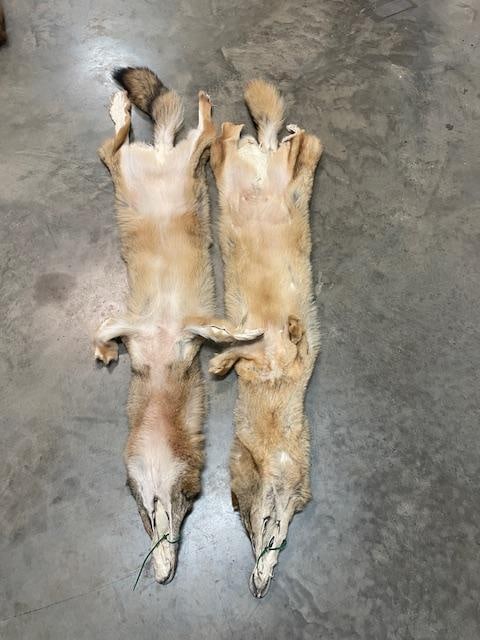 (2) *New* Soft and Tanned COYOTE Furs, Skins, or Hides - 4
