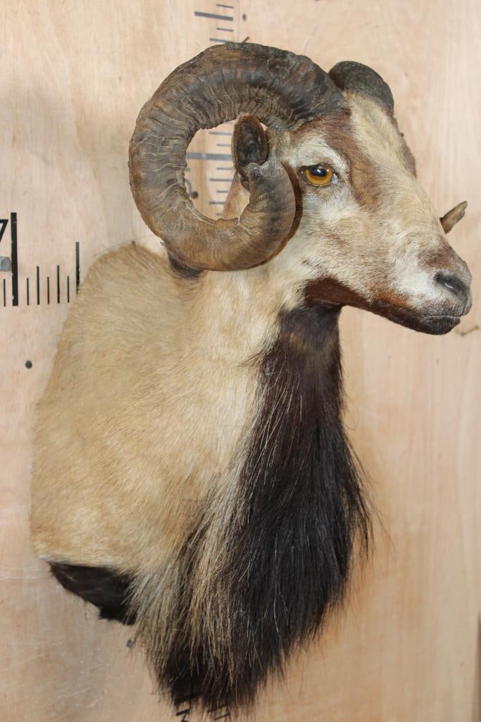 CORSICAN SHEEP Ram Shoulder Mount - 2