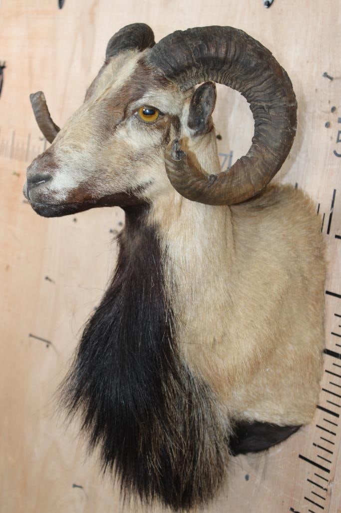 CORSICAN SHEEP Ram Shoulder Mount - 3