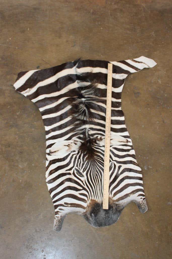 ZEBRA Head and Hide Section - 2