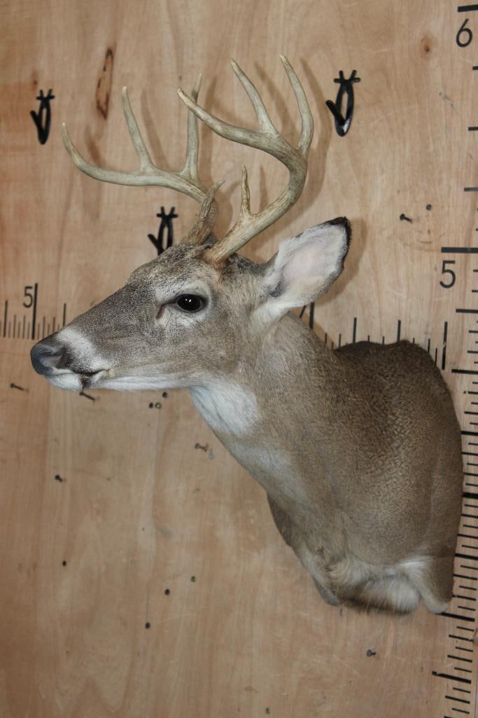 Little 8-Point WHITETAIL DEER Shoulder Mount - 2