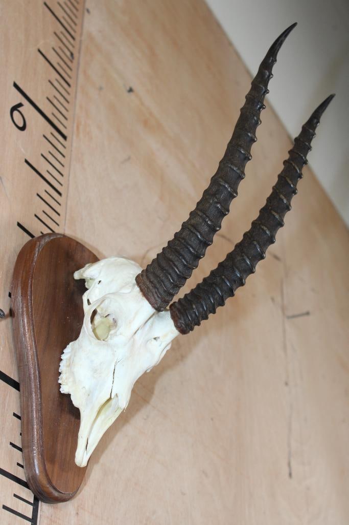 THOMSON'S GAZELLE Skull on a Wood Plaque - 2