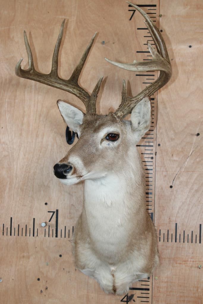 10-Point WHITETAIL DEER Shoulder Mount - 2