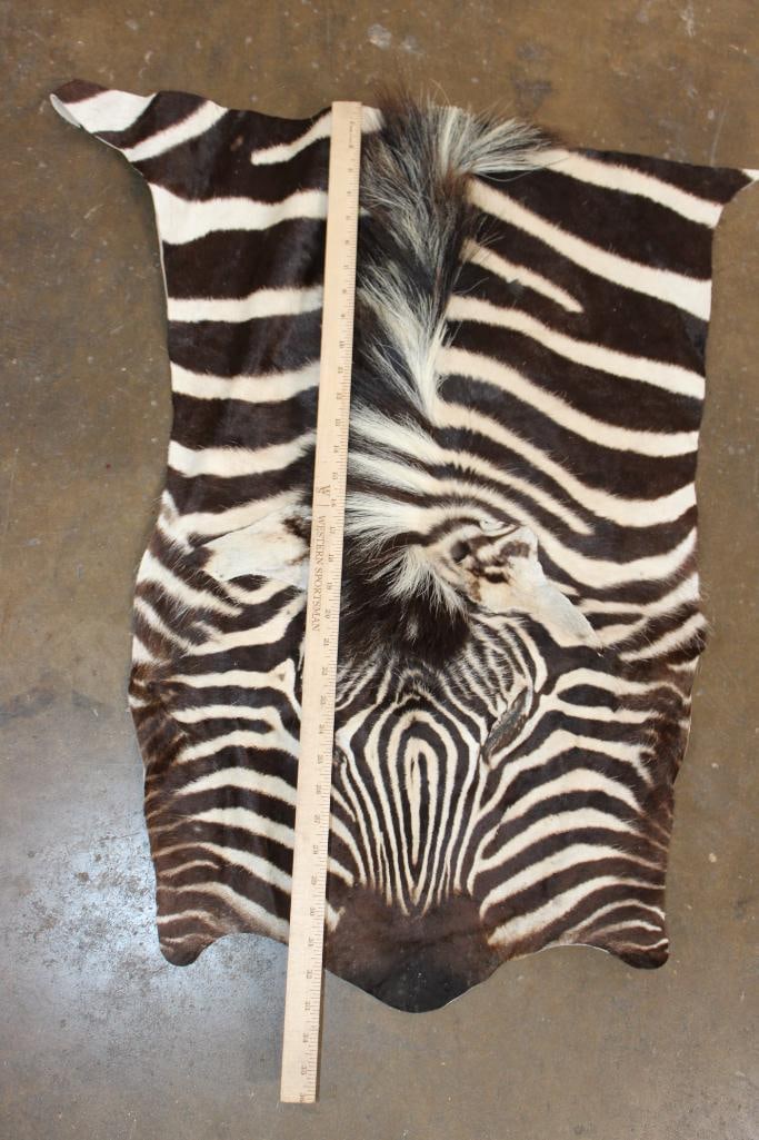 ZEBRA Head and Hide Section - 2