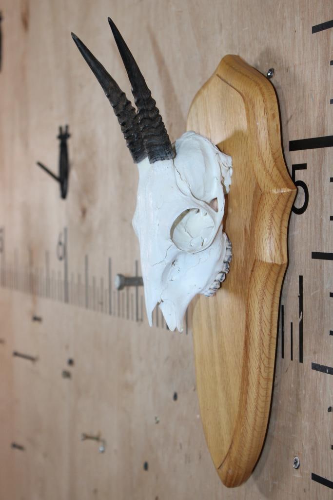 COMMON DUIKER Skull on a Wood Plaque - 2