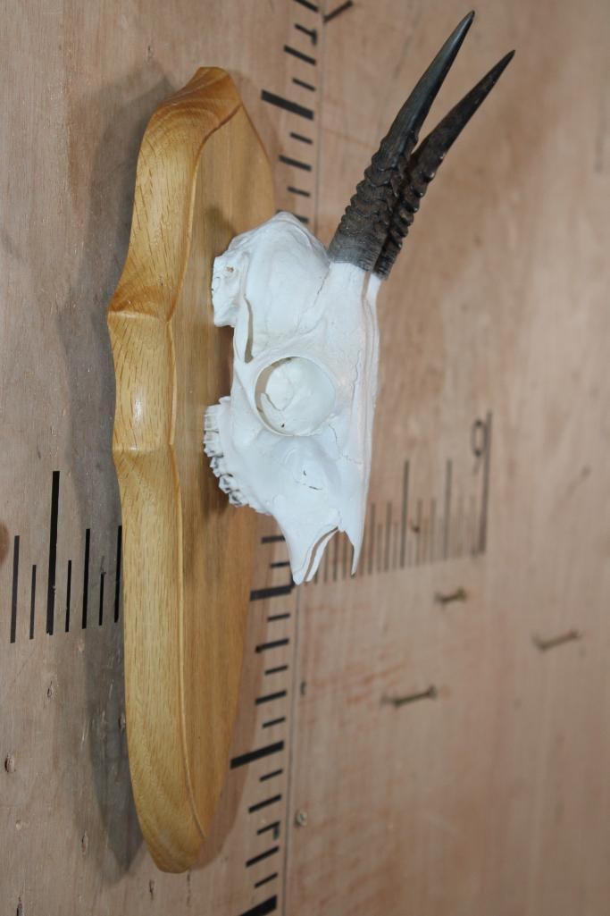 COMMON DUIKER Skull on a Wood Plaque - 3