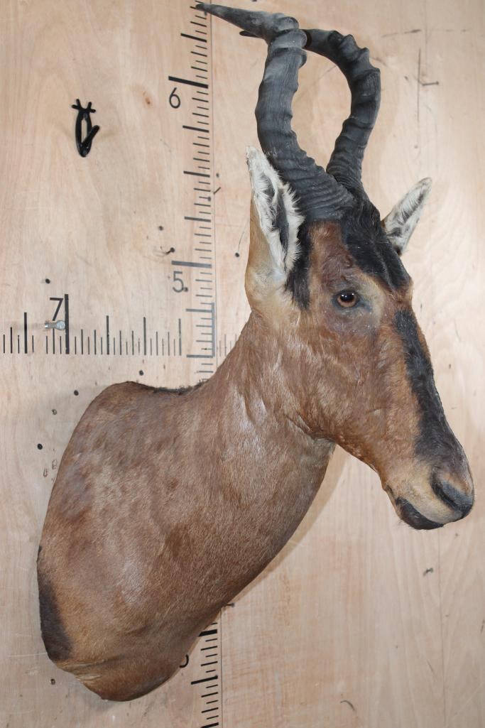 RED HARTEBEEST Shoulder Mount - 2
