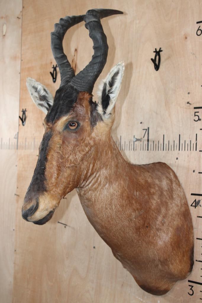 RED HARTEBEEST Shoulder Mount - 3