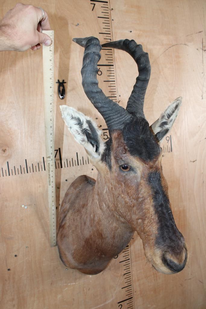 RED HARTEBEEST Shoulder Mount - 4