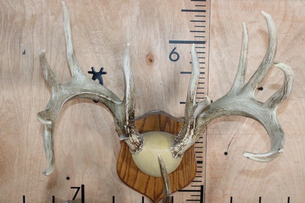 (2) WHITETAIL DEER Antler Racks on Matching Wood Plaques - 2
