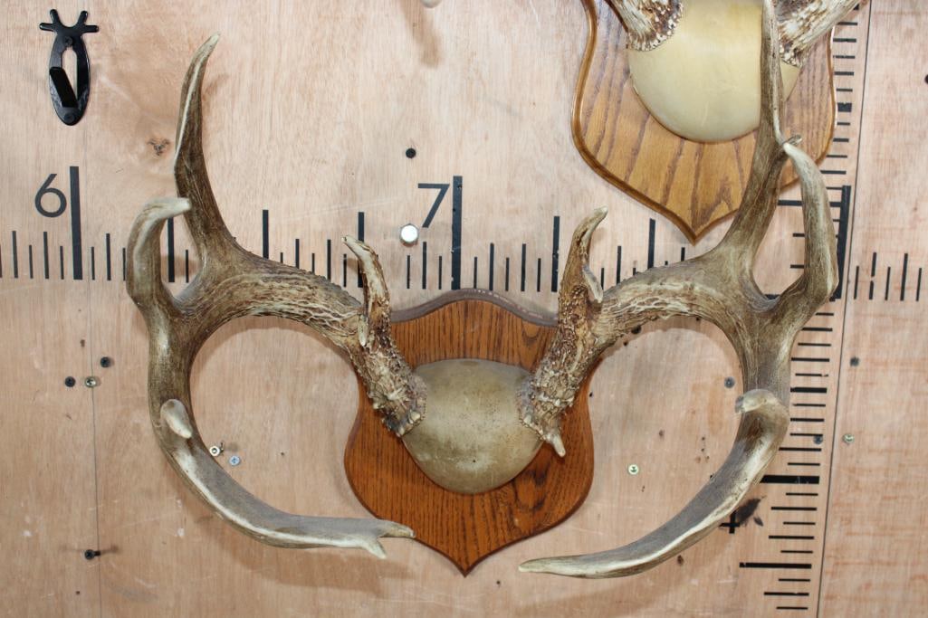 (2) WHITETAIL DEER Antler Racks on Matching Wood Plaques - 3