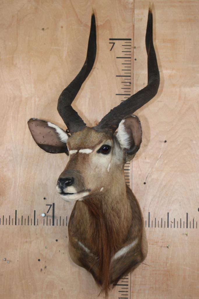 NYALA Shoulder Mount - 2