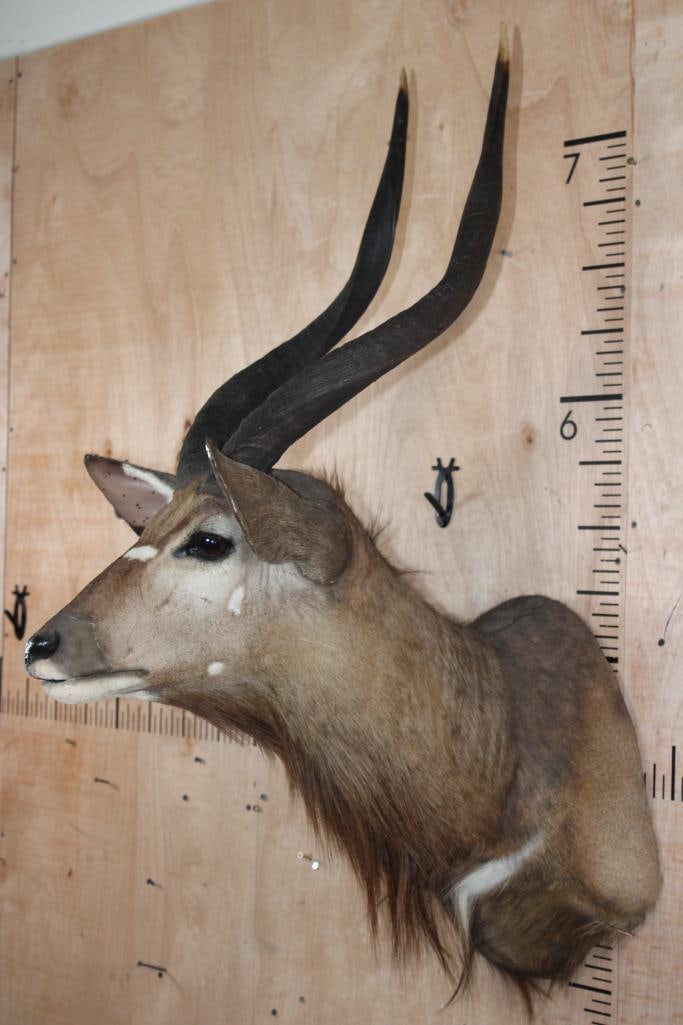 NYALA Shoulder Mount - 3