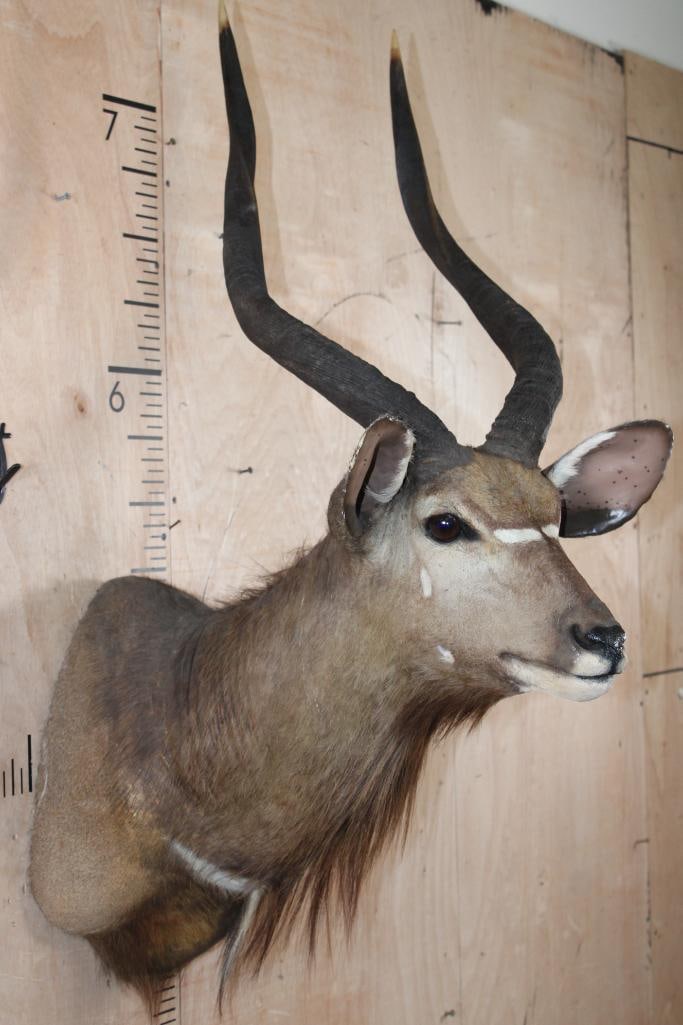 NYALA Shoulder Mount - 4