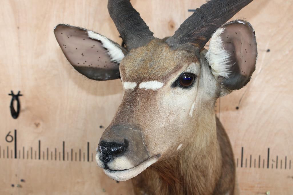 NYALA Shoulder Mount - 5