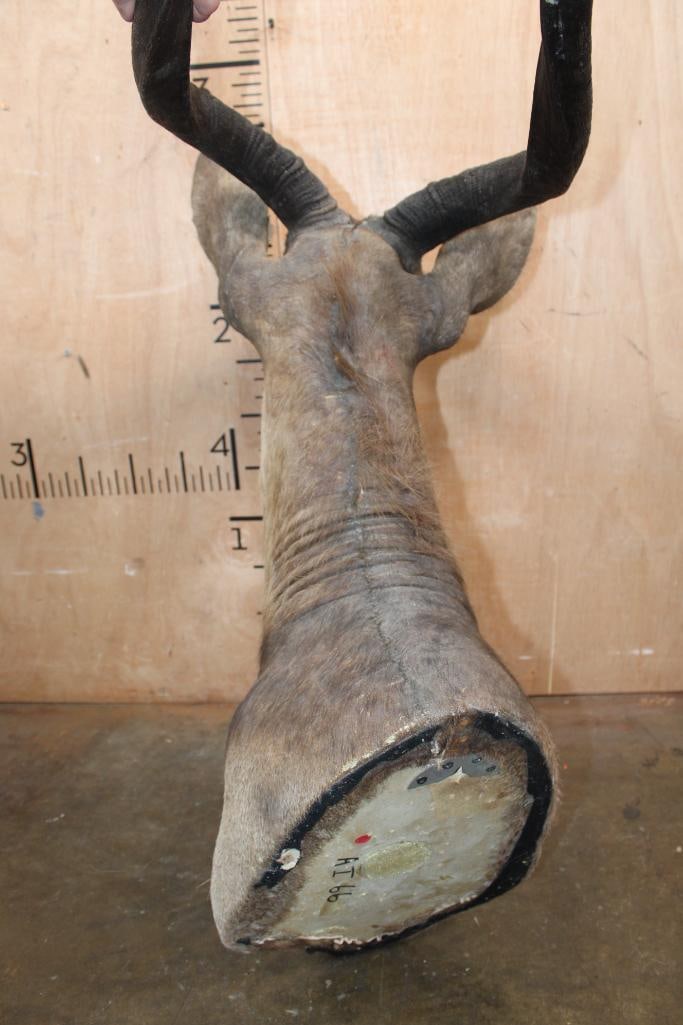 NYALA Shoulder Mount - 7