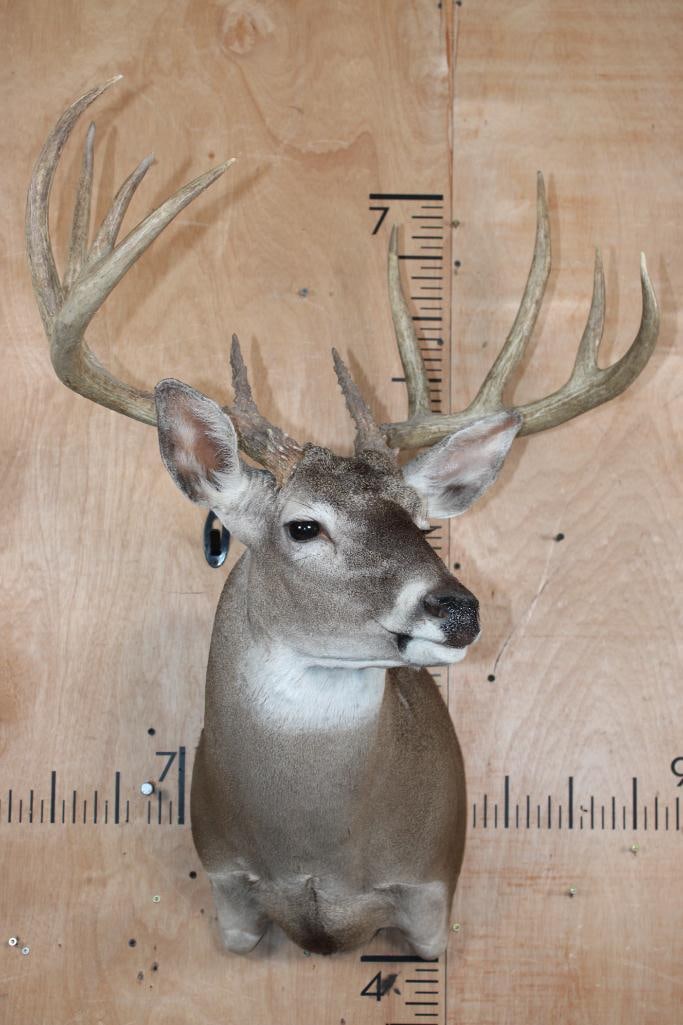 Big 10-Point WHITETAIL DEER Shoulder Mount - 2