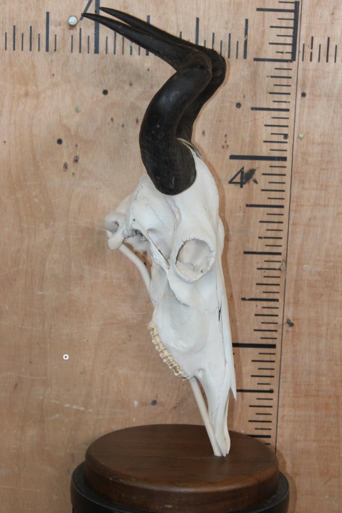 LICHTENSTEIN'S HARTEBEEST Skull on a Walnut Wood Table Pedestal Mount - 2