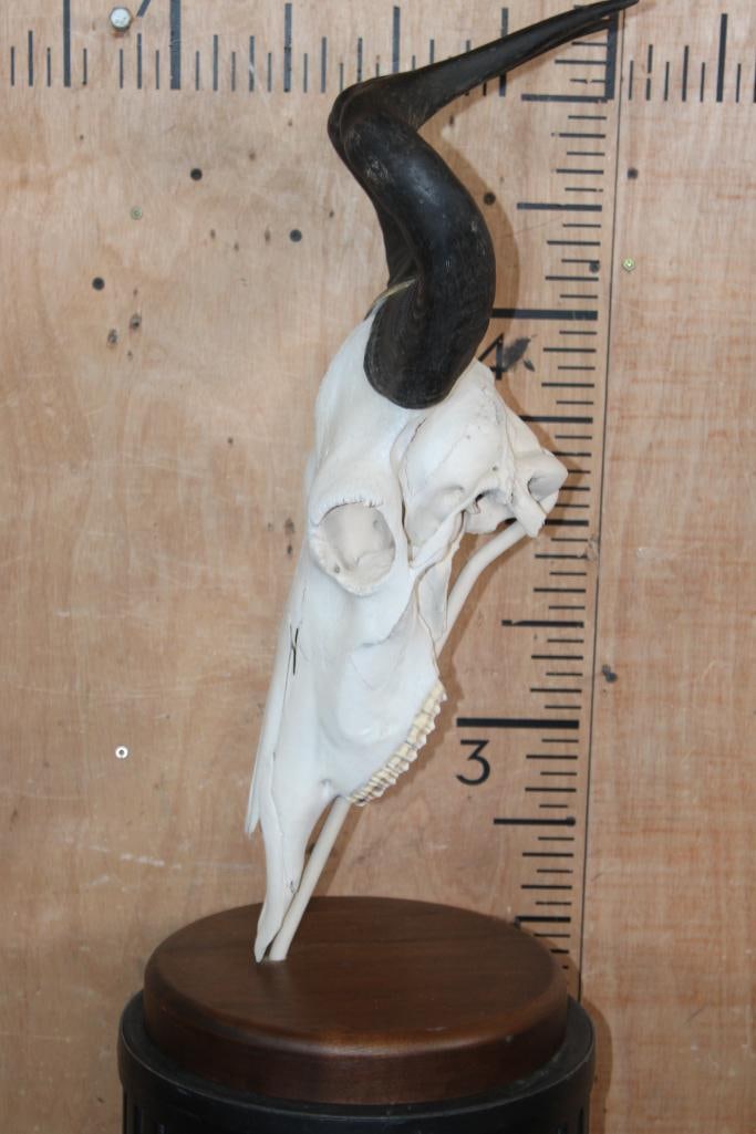 LICHTENSTEIN'S HARTEBEEST Skull on a Walnut Wood Table Pedestal Mount - 3