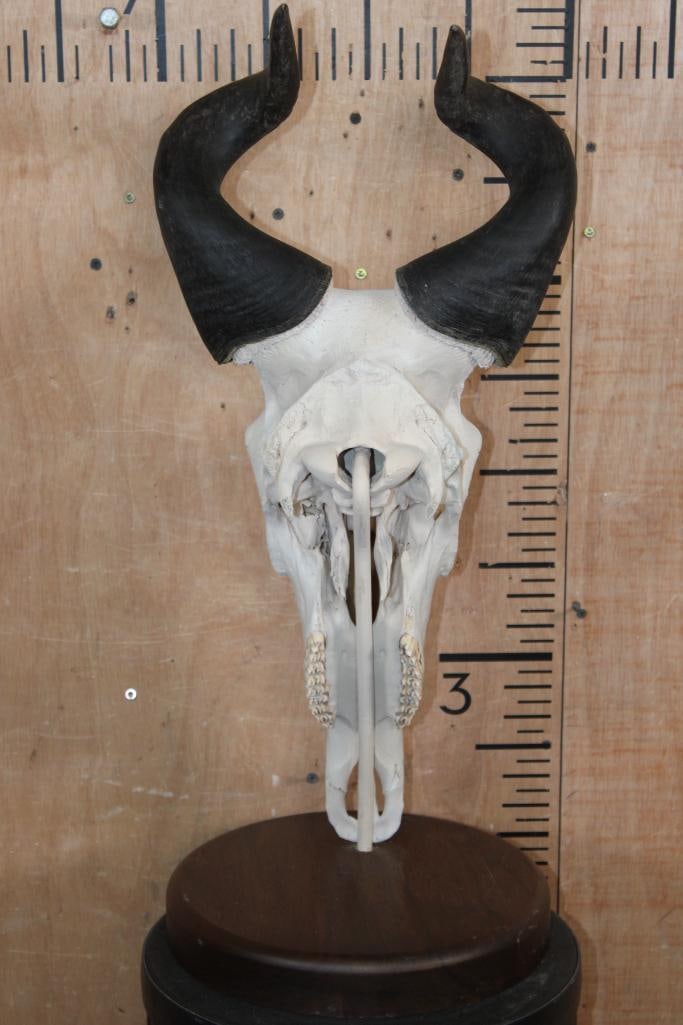 LICHTENSTEIN'S HARTEBEEST Skull on a Walnut Wood Table Pedestal Mount - 4
