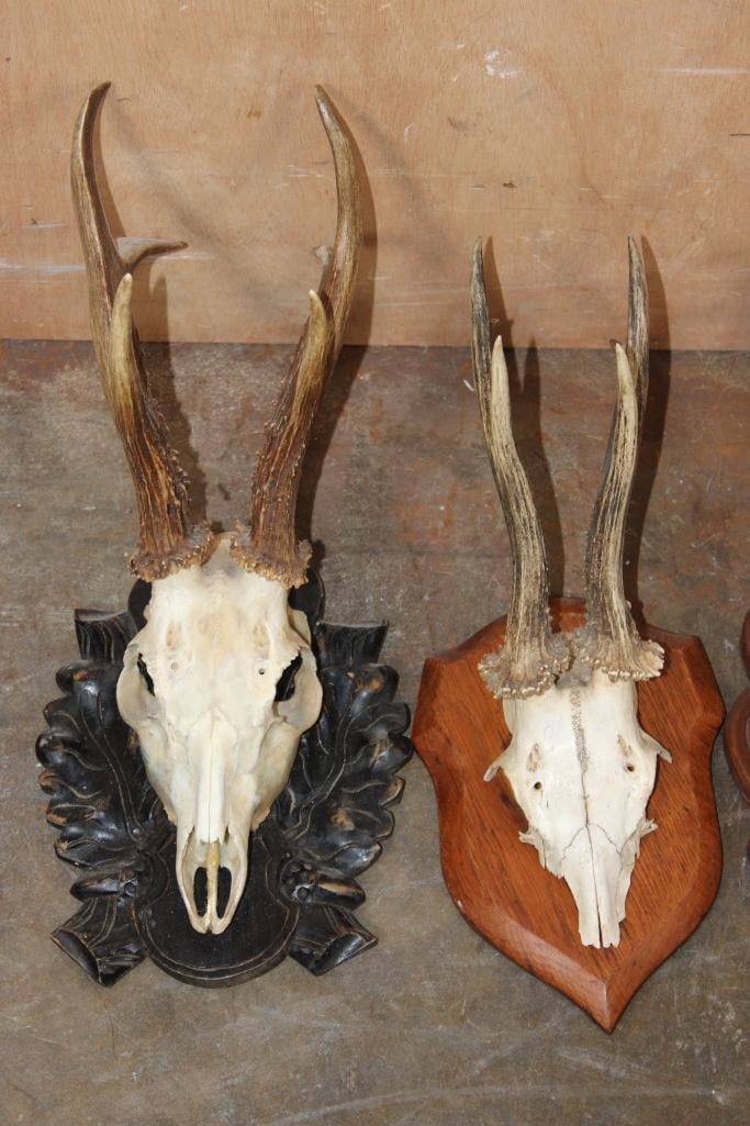 (5) Euro Cut ROE DEER Skulls or Skull Caps Mounted on Wood Plaques - 2
