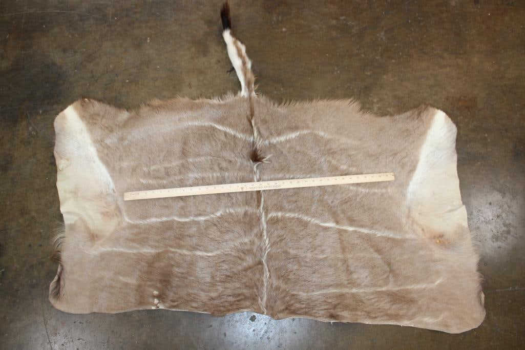 Soft and Clean KUDU Back Hide - 2