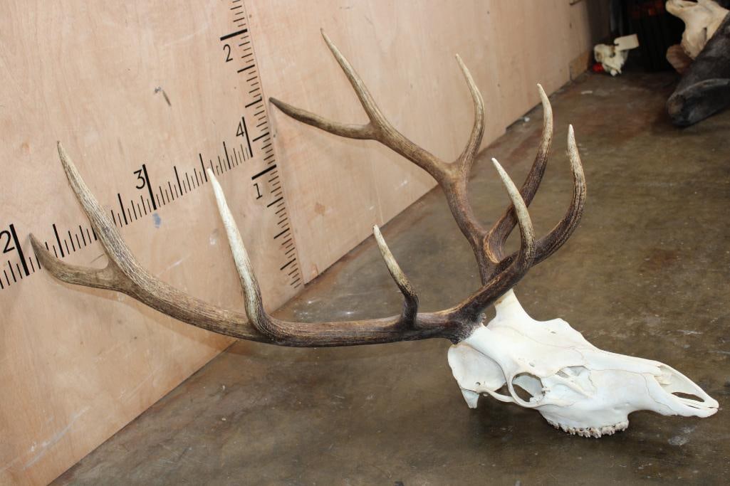 10-Point ELK Skull - 2