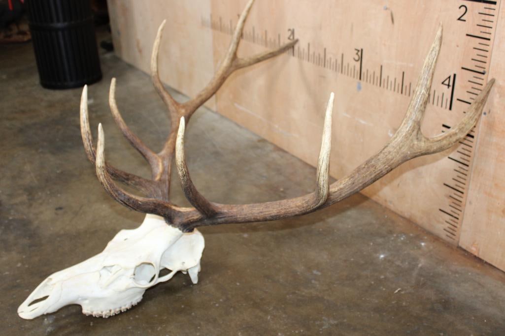 10-Point ELK Skull - 3
