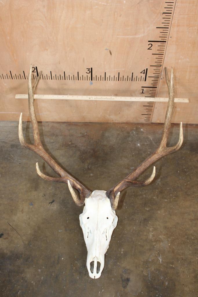 10-Point ELK Skull - 7