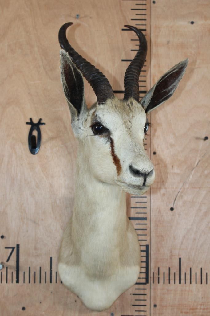 SPRINGBOK Shoulder Mount - 2