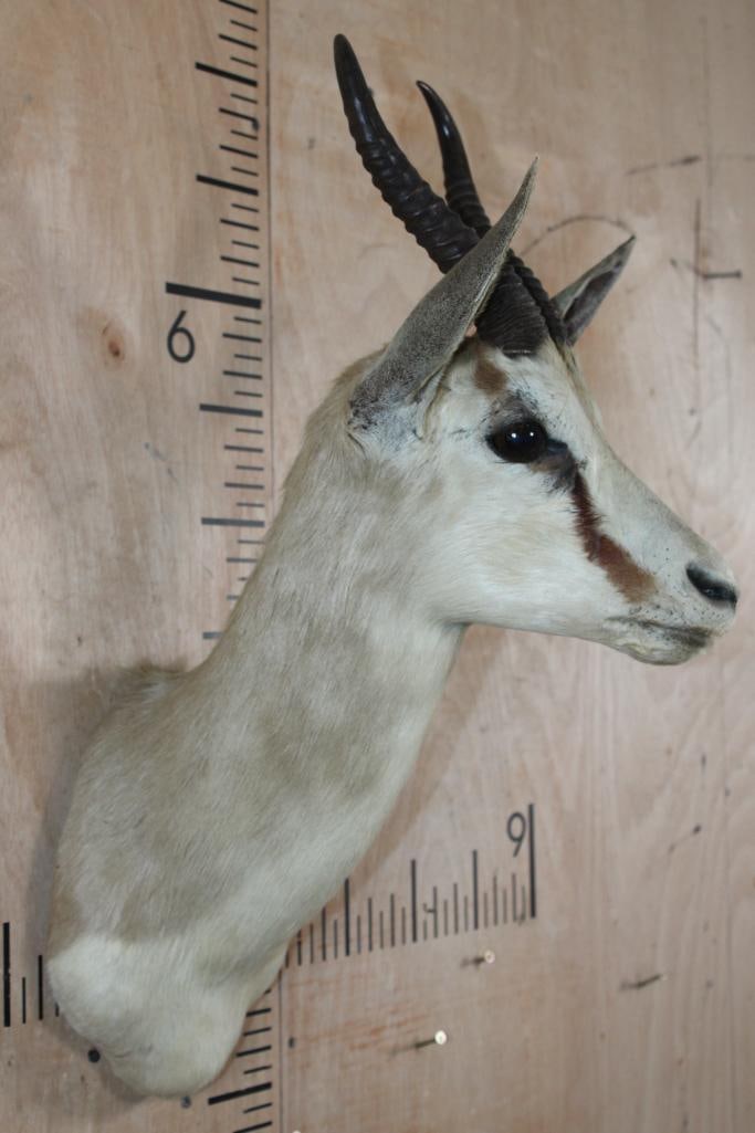 SPRINGBOK Shoulder Mount - 3