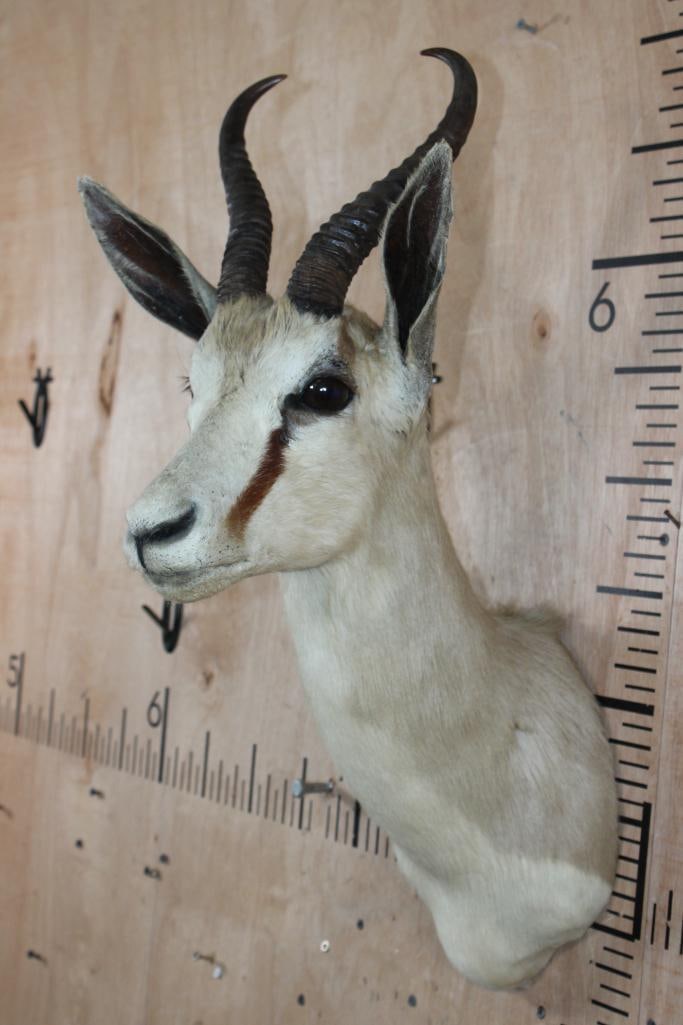 SPRINGBOK Shoulder Mount - 4
