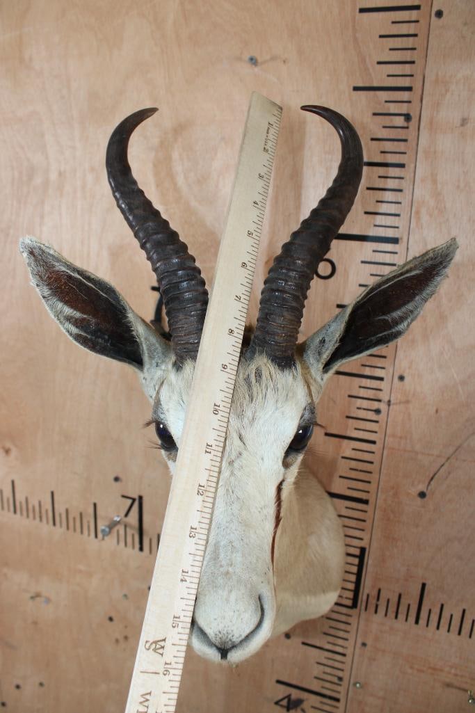 SPRINGBOK Shoulder Mount - 7