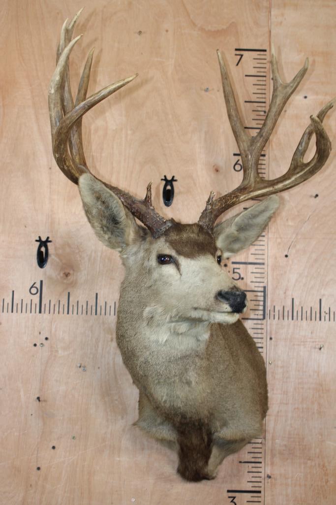 12-Point MULE DEER Shoulder Mount - 2