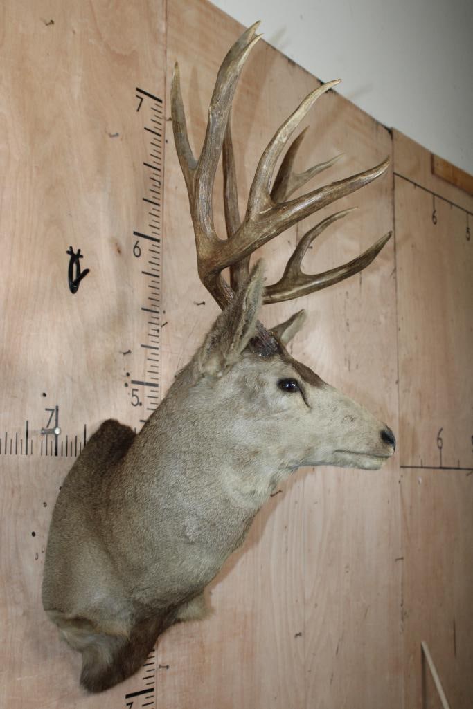 12-Point MULE DEER Shoulder Mount - 3